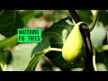 Fig Trees Do Fig Trees Need A Lot Of Water