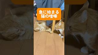 急に始まる猫の喧嘩 #猫 #猫動画 #猫のいる暮らし #茶トラ #喧嘩 #可愛い #cat #cute #orangecat