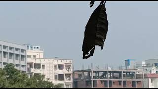 Sports Dance||Patna Women's College Sports Day Celebration2022
