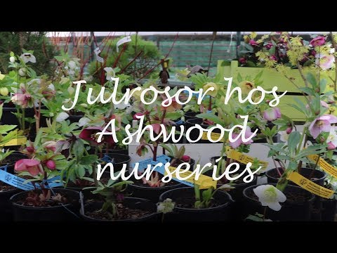 Julrosor hos Ashwood nurseries