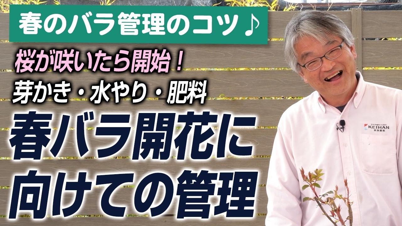 【バラの育て方】春のバラ管理のコツ♪春バラ開花に向けての管理(2026年3月27日)