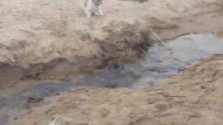 Dog Jumping into Water