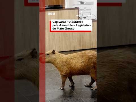 Capivaras passeiam pela Assembleia Legislativa de Cuiabá, no Mato Grosso