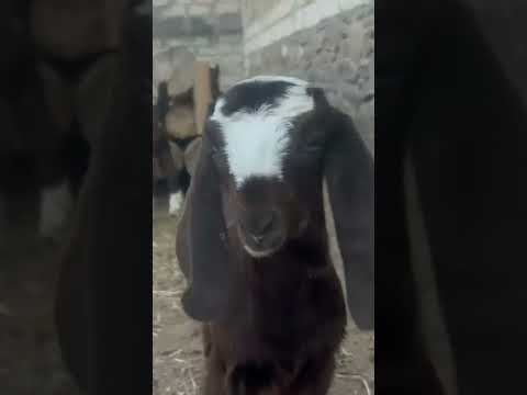 , title : 'Damascus baby #goat #damascus#keçi #babygoat #halep#keçiler#hayvancılık'