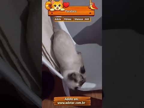 Vídeo de Pandora 