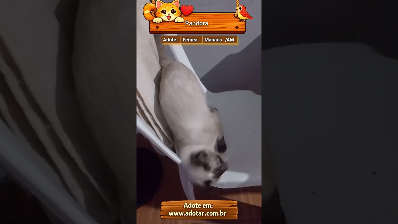 Gato raça Siamês idade 7 a 11 meses nome Pandora 