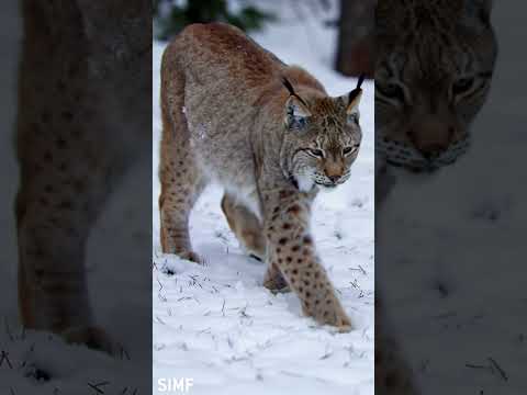 AI vs Reality – Episode  37 | #shorts #ai