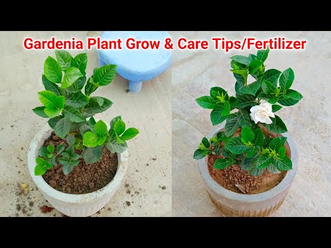 , title : 'Easy to Grow Gardenia Plant Care Tips /  Fertilizer'