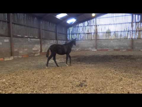 Furst Klasse - Furst Nymphenburg x Don Crusador