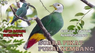 Download lagu 🔴 SUARA PIKAT PUNAI KEMBANG PALING AMPUH 💯 COCOK UNTUK NYANGGONG ‼️#suarapikat #punaidaun #fyp mp3