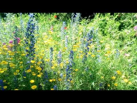 Naturgarten im Juni 2019-3