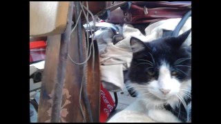 Roddy Frame- Rear View Mirror (+lyrics)