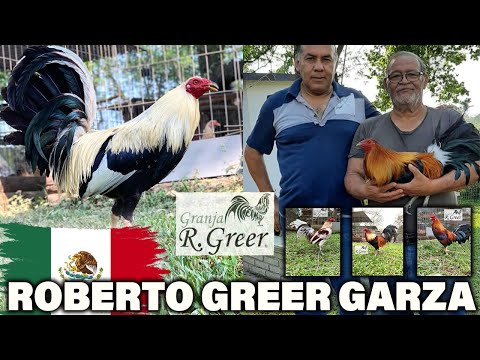 Granja R. Greer Roberto Greer Garza | Beautiful Birds Gilmore Hatch Grey