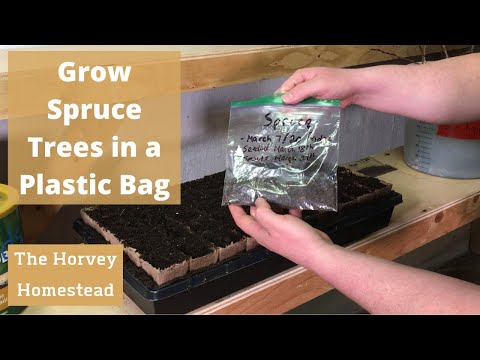 How to Grow Spruce Trees in a Plastic Bag