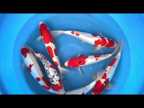 SP-05 2Y D Showa, D Kohaku, D sanke selected ± 40 cm WYSIWYG - Shinoda