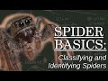 Classifying and Identifying Spiders - Spider Basics: Beyond the Eight Legs, Episode 4