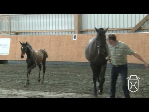 A487 Stufohlen von For Pleasure - Quintender - Casall