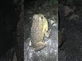 😲 AMAZING  SOUND OF HAWAIIAN 🐸 FROG || TOAD