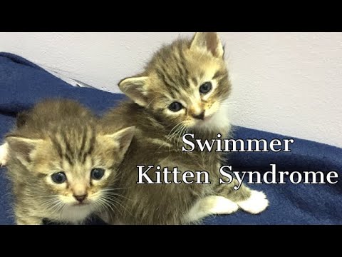 Swimmer Kitten Syndrome - Cured in less than two weeks