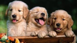 Video Assignment (ForFido)