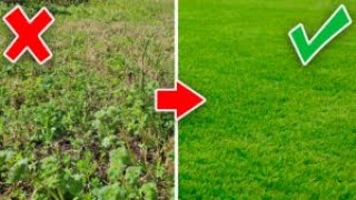Step by Step to Transform an Ugly Lawn Full of Weeds!