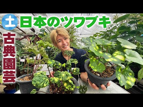 香りの良いストーンワート、ツワブキ 植物
