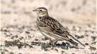 Night Turns to Day Bob Geldof