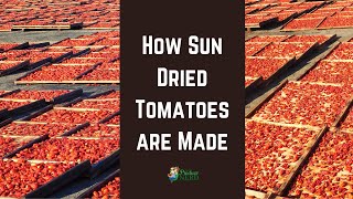 How Sun Dried Tomatoes are Made (in California)