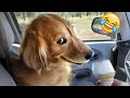 Try Not To Laugh Dogs And Cats 😁 - Best Funniest Animals Video 2024 - Part 35