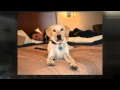 Pet Friendly Hotels Hampton Virginia