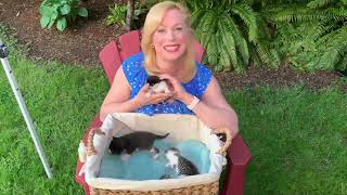 Pet CHEK: Little bottle-fed kittens from Dee’s Orphan Kitten Fund video