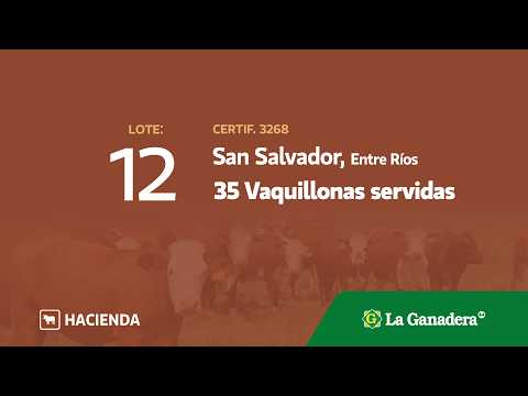 Lote Vaquillonas p/s San Salvador