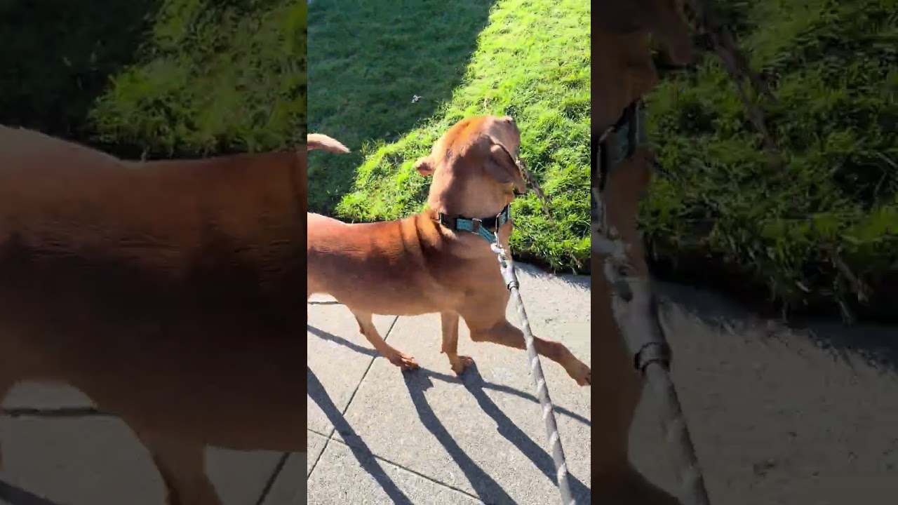 Enlarge Davey aka BO, a ADOPTABLE mixed breed in Olympia, WA video 2/6