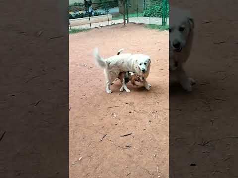 subscribe vairal shorts suscribe shorts 🙏 #music