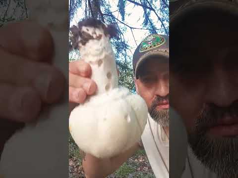 Not a horse mushroom!! Beware of the yellow strainer!!!