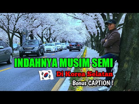 indahnya-musim-semi-di-negeri-4-musim-vlog
