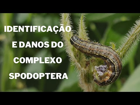 Danos e Identificação do Complexo Spodoptera (S. frugiperda, S. eridania e S. cosmioides)
