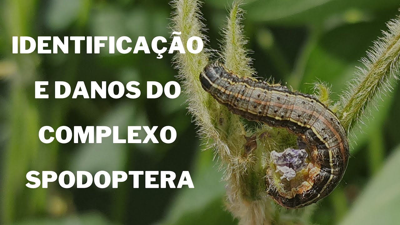 Danos e Identificação do Complexo Spodoptera (S. frugiperda, S. eridania e S. cosmioides)
