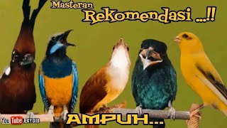 Download lagu MASTERAN REKOMENDASI  PALING AMPUH || cililin - kenari - cungkok - jenggot - tengkek buto mp3 Download lagu MASTERAN REKOMENDASI  PALING AMPUH || cililin - kenari - cungkok - jenggot - tengkek buto mp3
