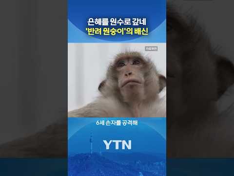 손자 덮친 원숭이, 결국 #shorts / YTN