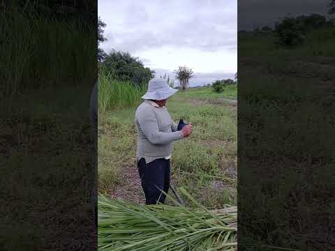 CANA CAIANA GIGANTE VOLTEI EM MONTADAS NA PARAÍBA 🌽🌽🌽🌽🌽🌽🌽📢