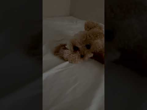 経営学科 ママのベッドでへそ天で寝るトイプードル11ヶ月　 #toypoodle　#トイプードル #子犬 #へそ天　 #poodle #puppy