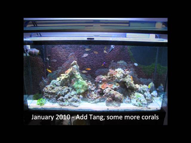 Dan's Reef Tank 2008-2010 time lapse