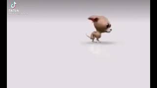 chihuahua pooping lol