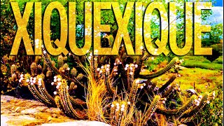 Xiquexique (Tom Zé/José Miguel Wisnik)