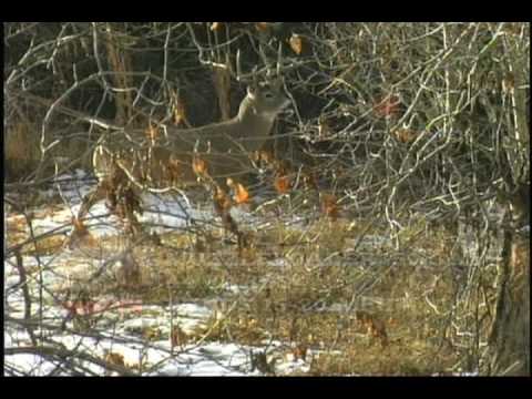 High Country Mule Deer: You Call the Shots from North American Hunting Club