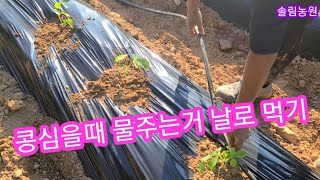 콩심을때 물주는 가장 획기적인 방법 서리태 심는시기,재배.파종시기방법  점적테이프와 물호스 사용 관수 귀농귀…