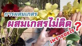 การผสมเกสรแบบไม่สำเร็จ การผสมเกสรแคทลียา ผสมไม่ติดฝัก