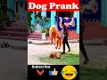 Fake Lion Prank Dog How They Reaction Funny Can T Stop Laugh