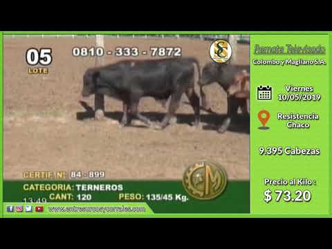 10-05-19 - Venta de Machos - Remate Televisado de Colombo y Magliano S.A. - Resistencia, Chaco